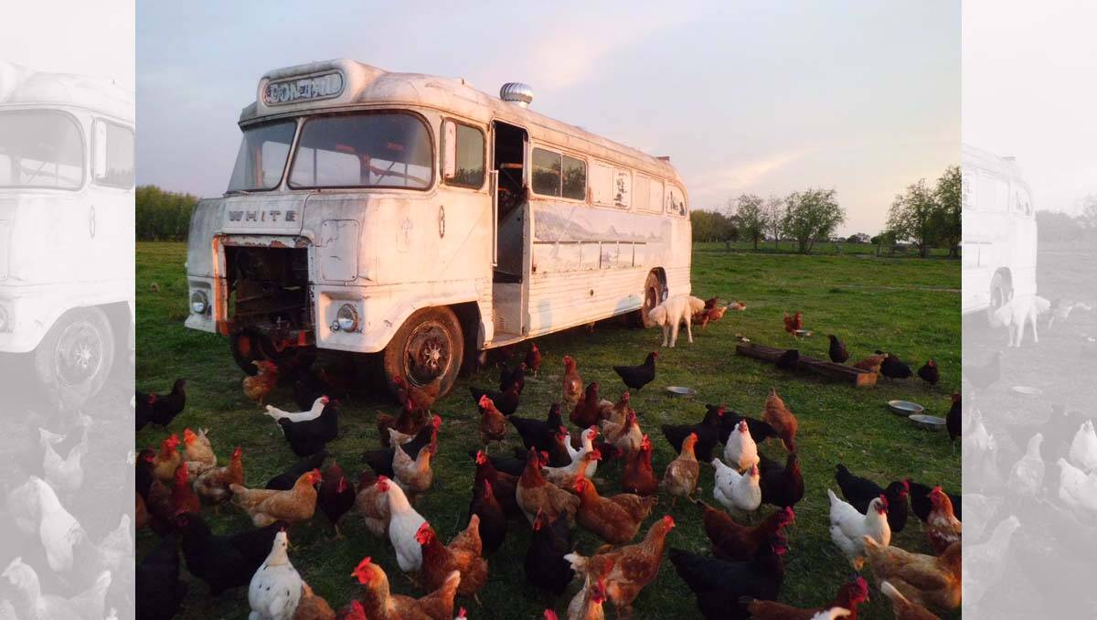 All aboard: Elliot Fehring’s chooks certainly get around.  Picture: Supplied