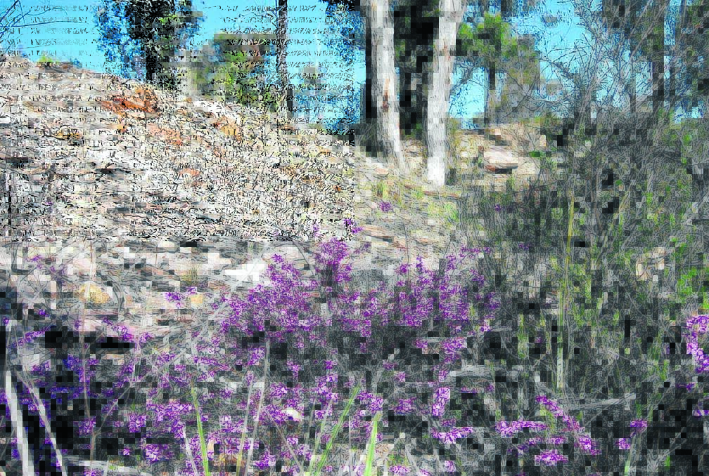 DEVASTATED: Wildflowers and bush near Specimen Hill before and after the planned burn-off. Picture: SUPPLIED