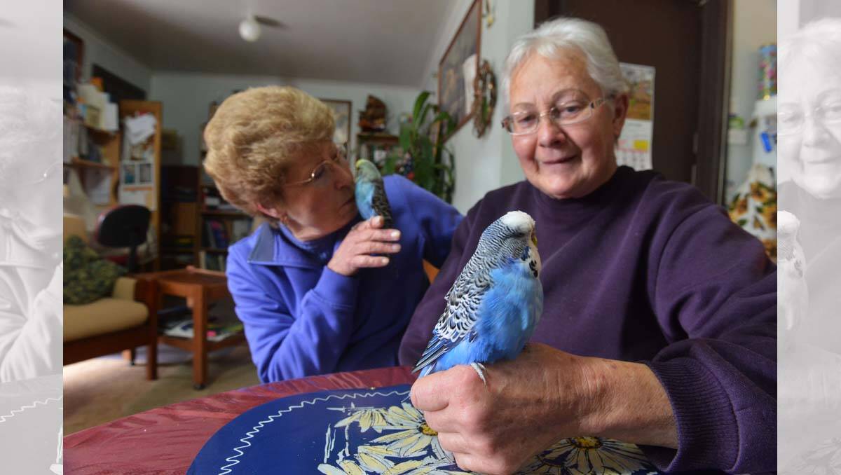 Denise Andrea and Marlene Hall from the Bendigo Budgerigar Club. Picture: Brendan McCarthy