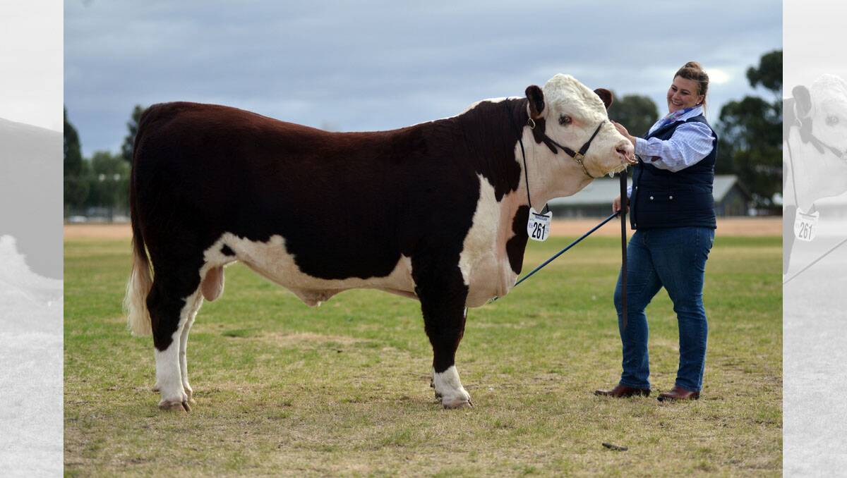 Beef & Cattle Show, Bendigo Showgrounds. Sapphire Halliday with Platinum Gilbert (Poll Hereford). Picture: BRENDAN McCARTHY.