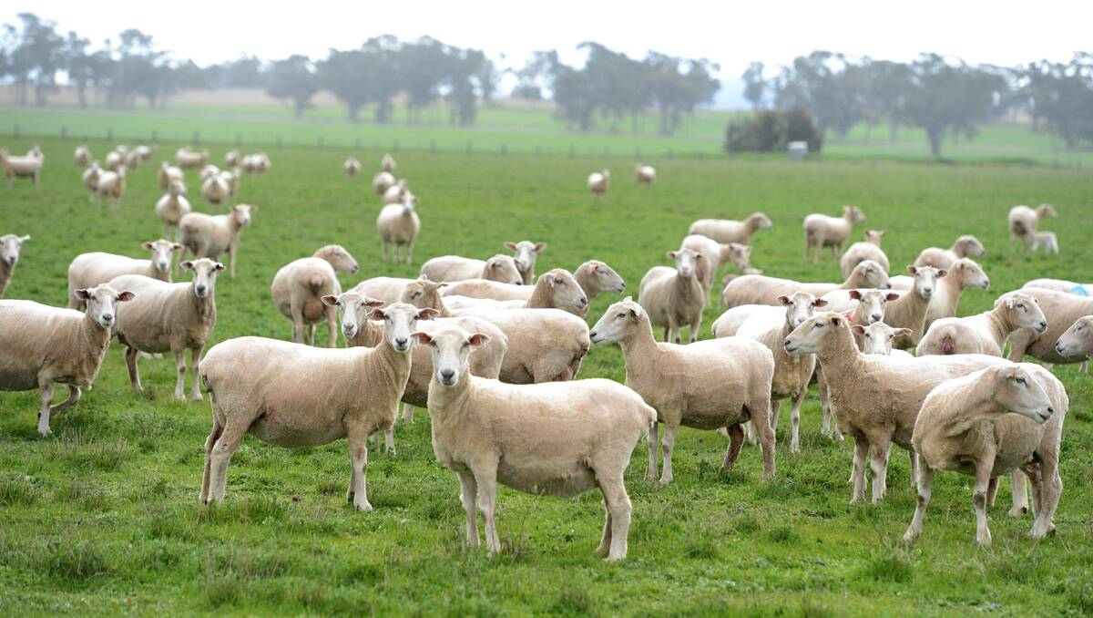 Sheep on Martin Saul's farm at Dunolly. Picture: Jim Aldersey
