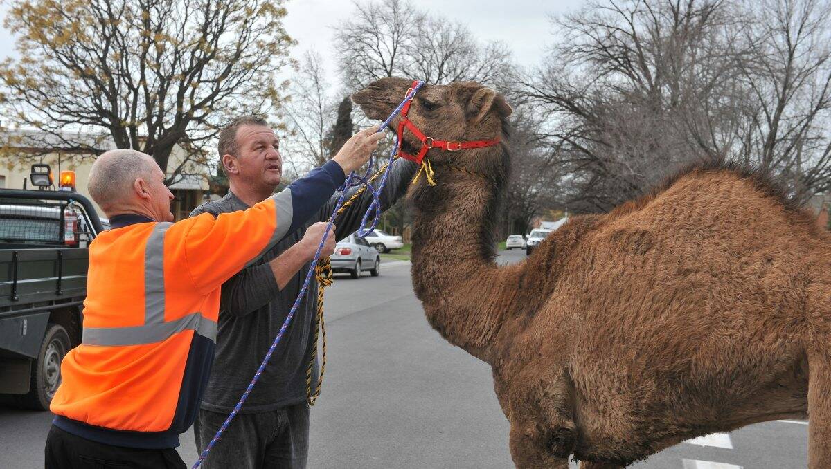 A passerby and Greater Bendigo animal catcher bring the camel under control. Picture: Brian Semmens
