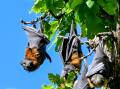 Flying foxes you see in Bendigo may be the same ones you see in Brisbane, says a defendant of the mammals. Picture by Darren Howe 