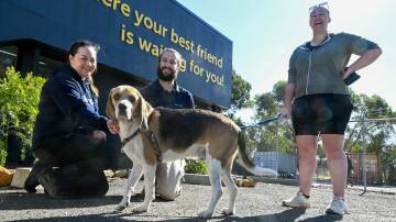Lauren Roberts, Dane Bath and Skye Grinter with Banjo at RSPCA Victoria's Healthy Pet Day. Picture by Enzo Tomasiello